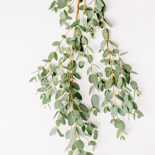 Eucalyptus: The Herb for Everything